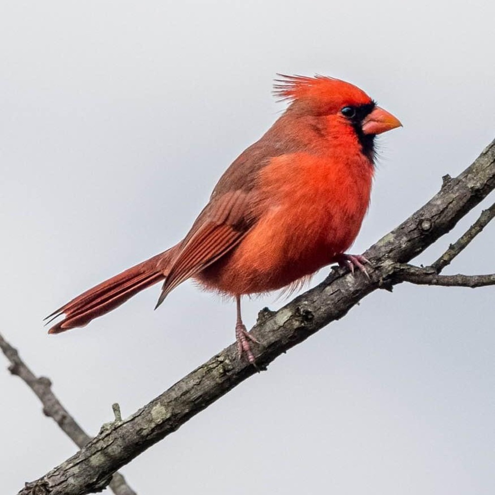 Meet your Posher, Samira